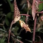 Gongora quinquenervis Flower