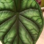 Alocasia baginda Лист