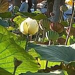 Nelumbo nuciferaफूल