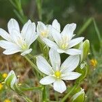 Ornithogalum gussonei Fleur