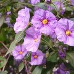 Solanum laciniatum Flower