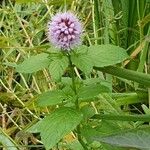 Mentha aquaticaFlower