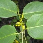 Eragrostis prolifera
