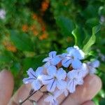 Duranta erecta Blomst