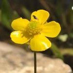 Ranunculus flammula Fula