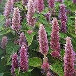 Agastache foeniculum Habit