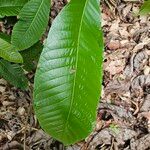 Warszewiczia coccinea Leaf