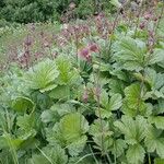 Geum rivale Lorea