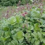 Geum rivale Flower