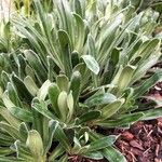 Saxifraga hostii Likasa