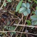 Potentilla canadensis Hoja