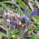 Orobanche nana Кветка