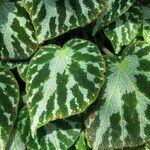 Begonia imperialis Habit