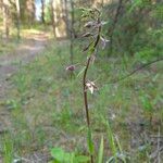 Epipactis palustris Flor