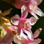 Ribes sanguineum 花