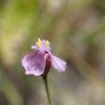 Xyris filiformis Flower