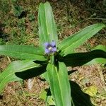 Gentiana cruciata ഇല