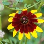 Rudbeckia triloba आदत