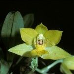 Promenaea xanthina Λουλούδι