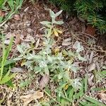 Cerastium tomentosum पत्ता