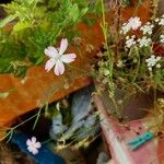 Eudianthe coeli-rosa Flower