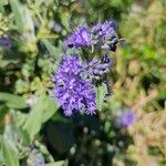 Caryopteris × clandonensisᱵᱟᱦᱟ