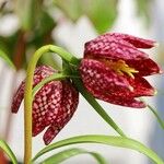 Fritillaria meleagris Цвят