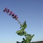 Salvia virgata Övriga