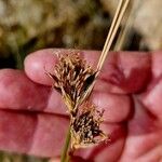 Schoenus nigricans Flower