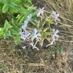 Saponaria officinalisFleur