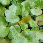 Hydrocotyle ranunculoides Leaf