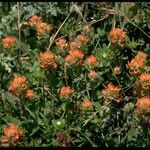 Castilleja mendocinensis Habit