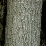 Carya illinoinensis Ekosanga