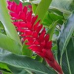 Alpinia purpurata Blüte