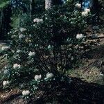 Rhododendron dignabile Συνήθη χαρακτηριστικά