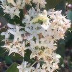 Calycophyllum multiflorum Flor