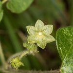 Matelea reticulata Cvet