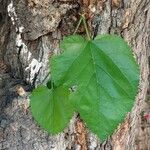 Morus alba Hoja