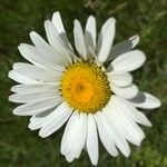 Anthemis cotula Blomma