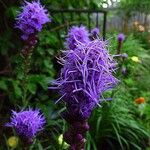 Liatris aspera Virág