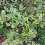 Rhododendron atlanticum Hoja