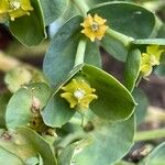 Euphorbia myrsinites Flor