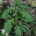 Crassocephalum crepidioides Habitus
