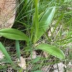 Orchis militaris Leaf