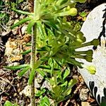 Asperula glomerata പുഷ്പം