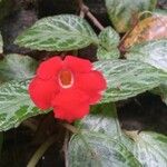 Episcia cupreata 花