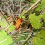 Rubus alceifolius Fruit