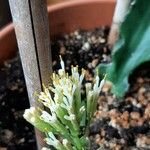 Haemanthus deformis Květ