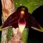 Bulbophyllum betchei 果實