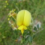 Ononis striata Flower